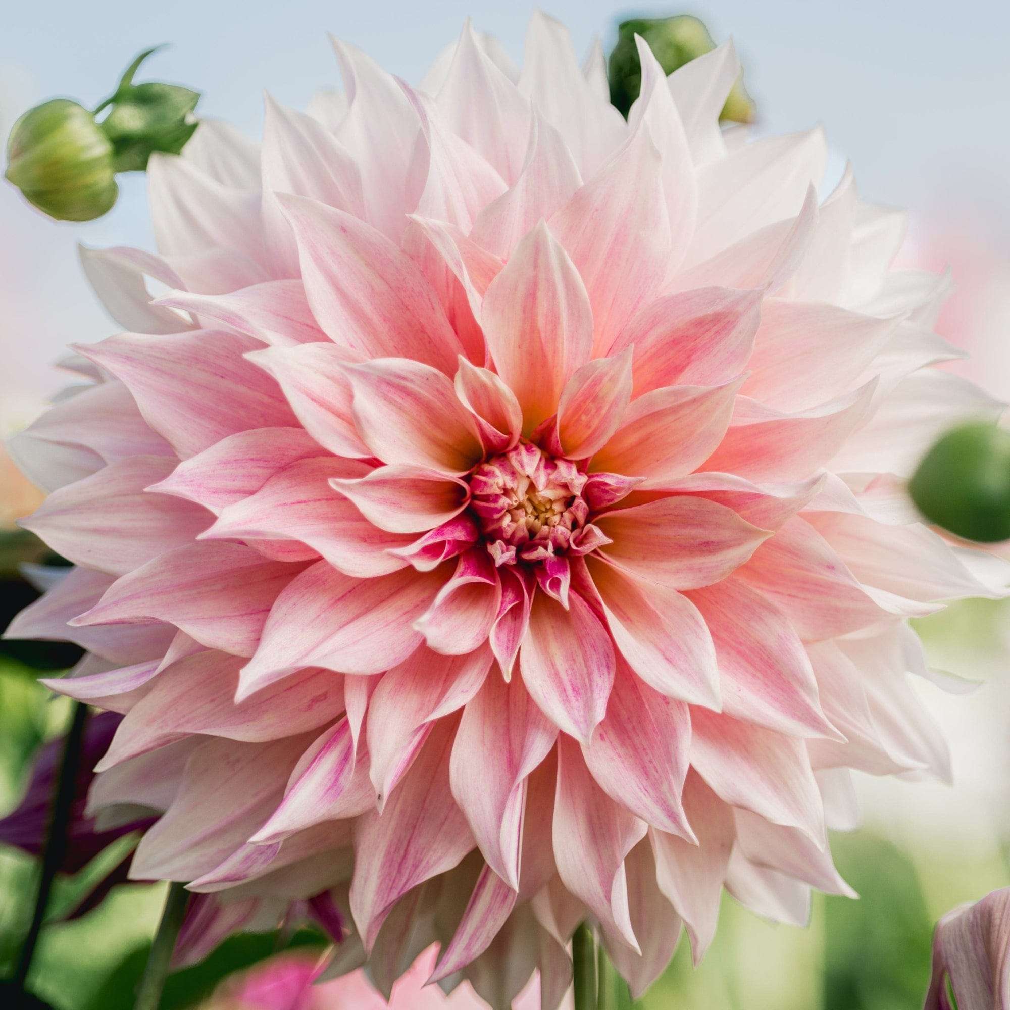 Dahlia 'Cafe au Lait Royal'